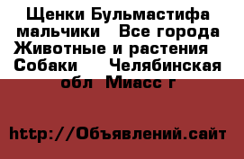 Щенки Бульмастифа мальчики - Все города Животные и растения » Собаки   . Челябинская обл.,Миасс г.